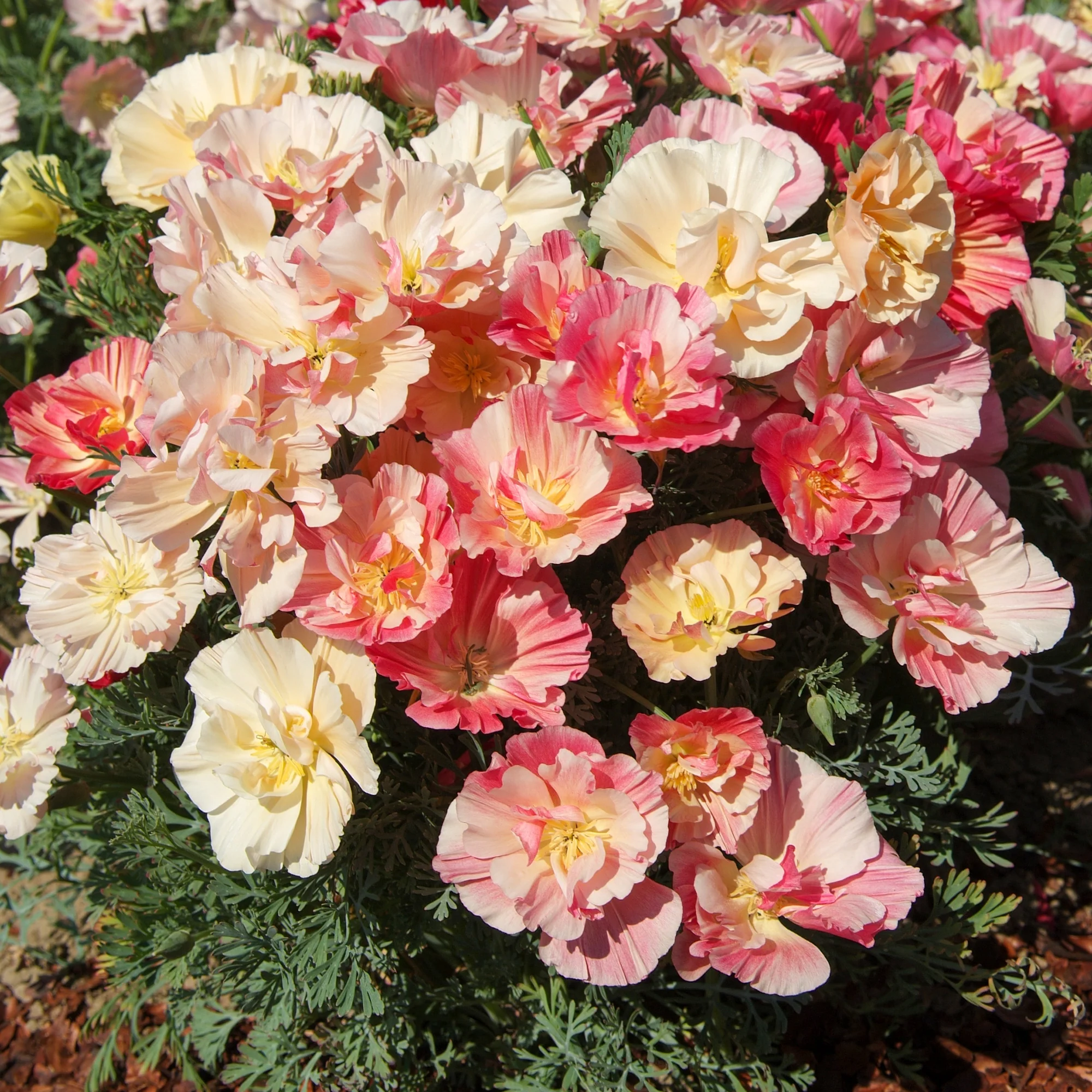 Pavot de Californie Double Appleblossom - Image 2