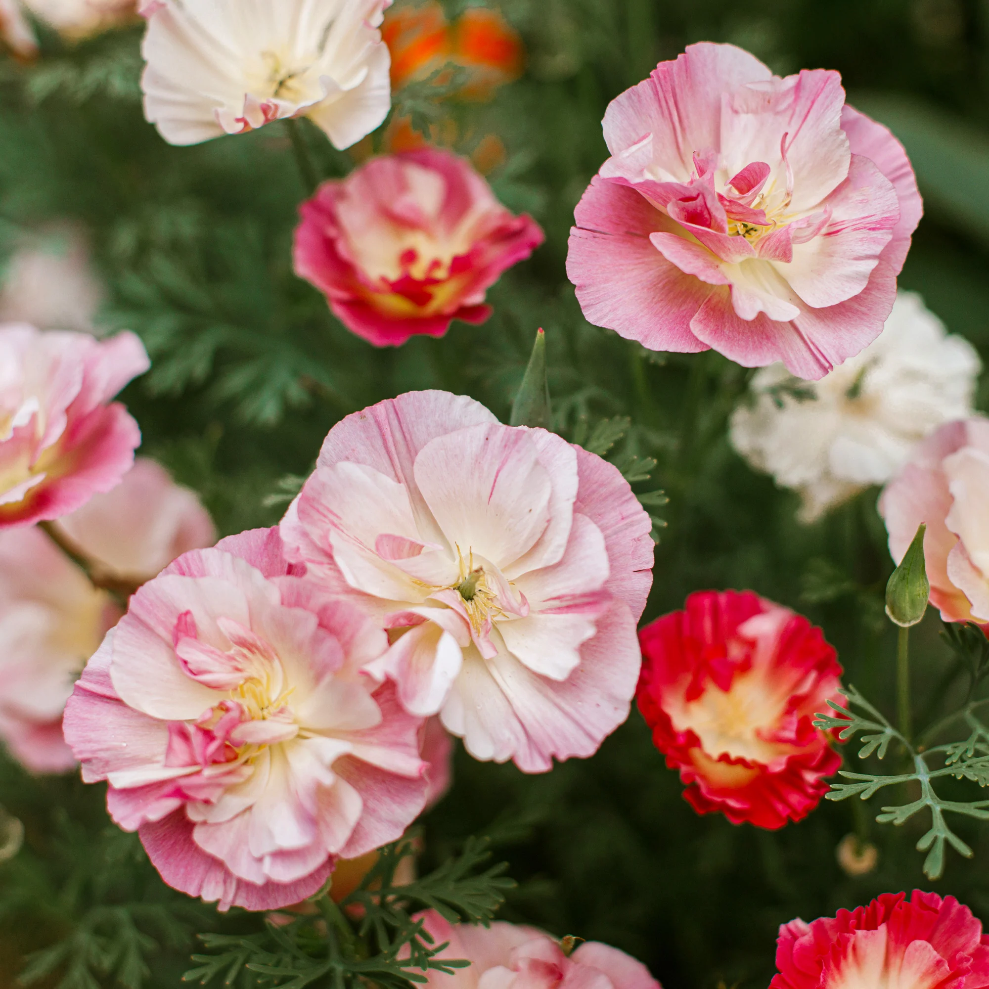 Pavot de Californie Double Appleblossom - Image 3