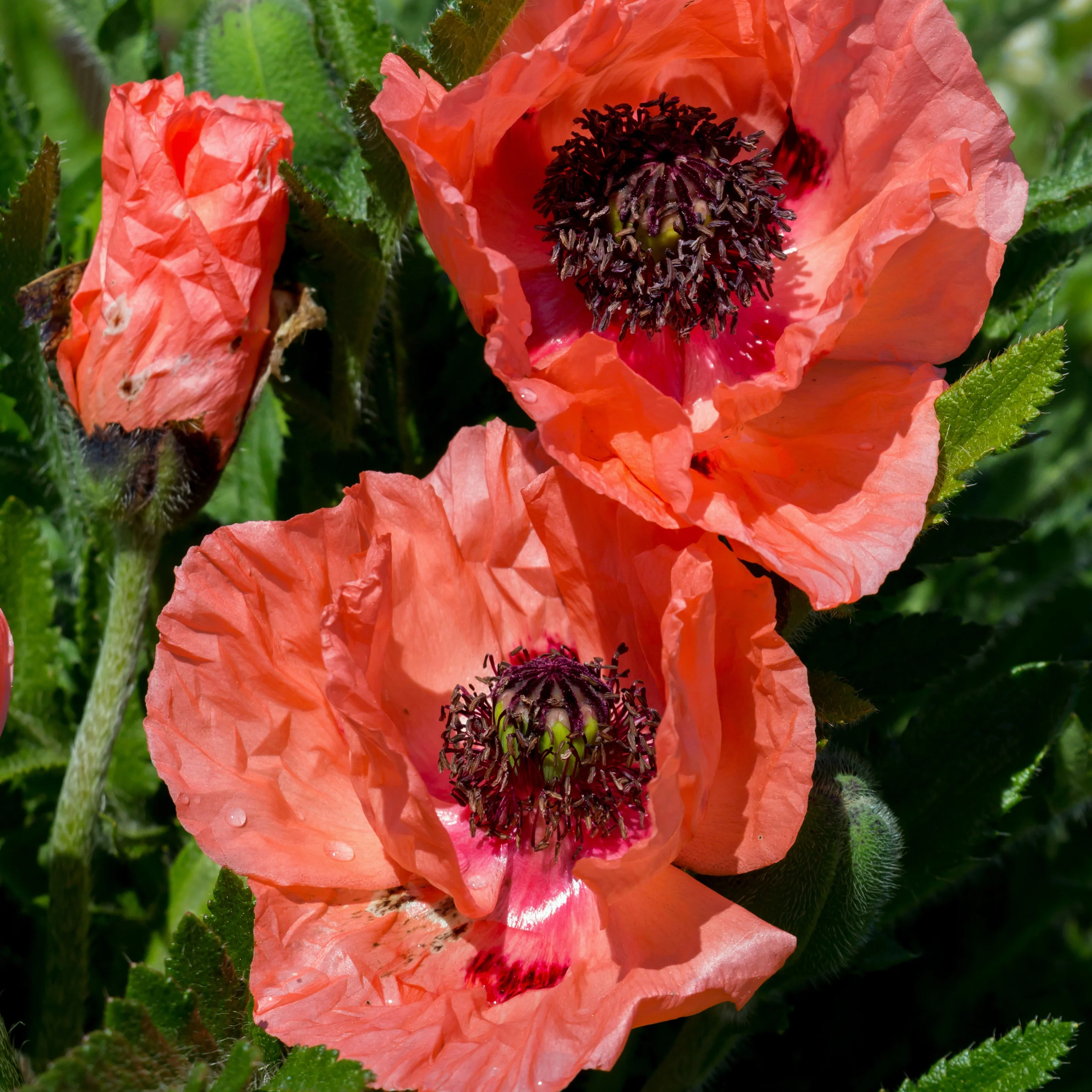 3 Pavots d'Orient orange