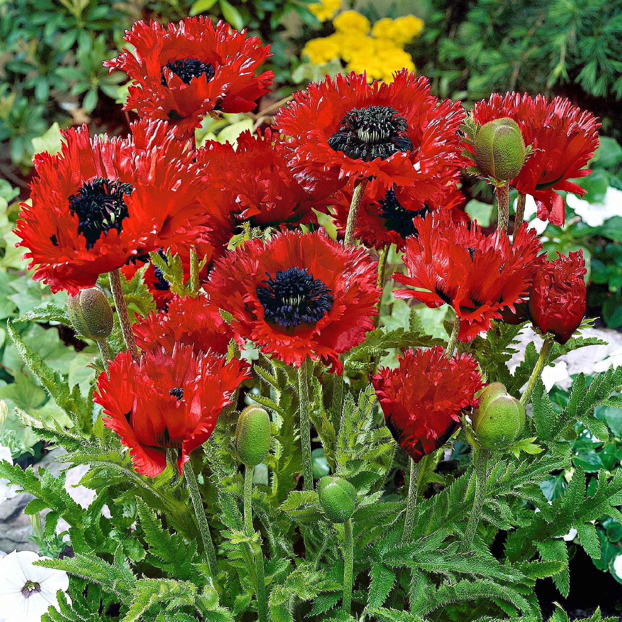 Pavot d'Orient 'Turken Louis'