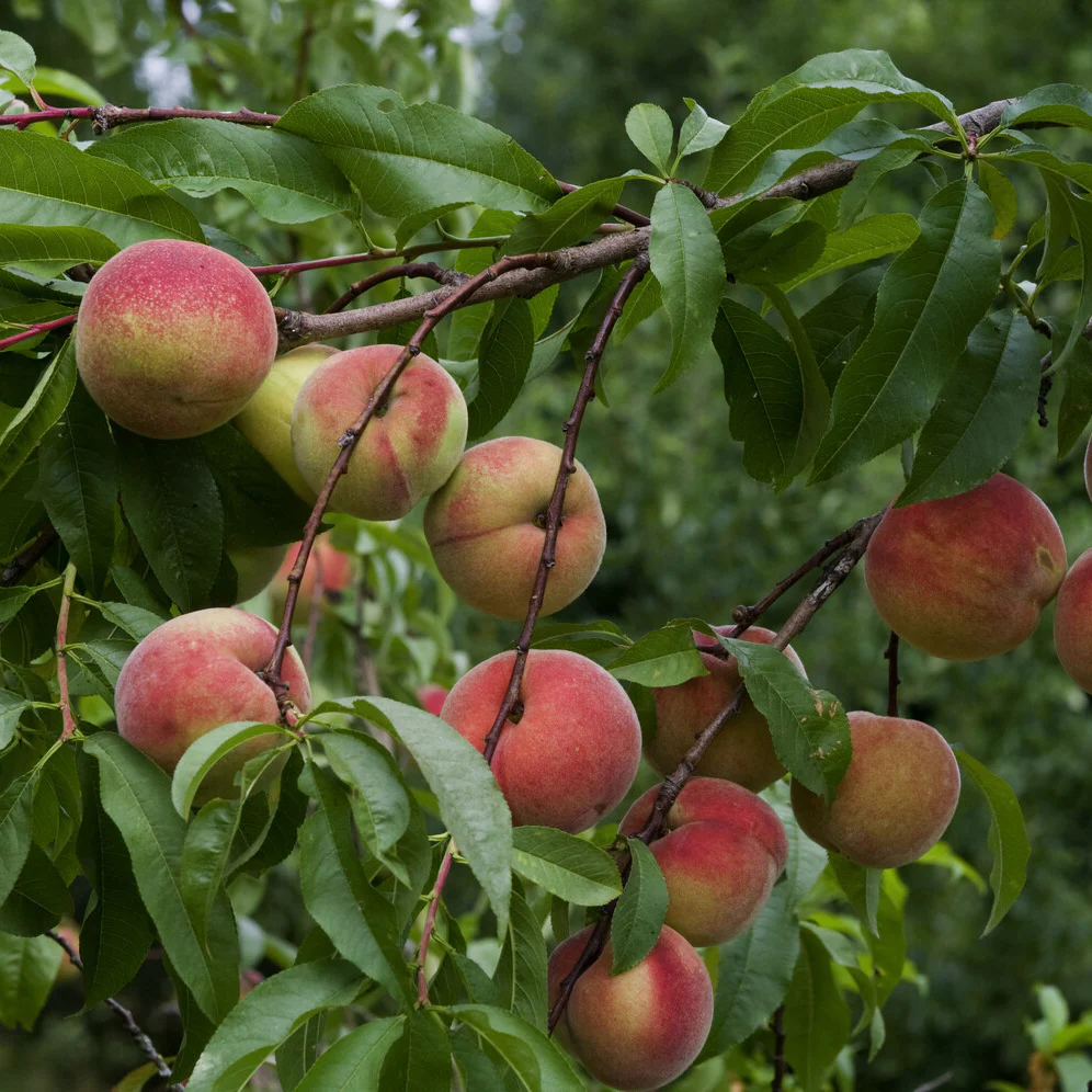 Pêcher Amsden - Image 4