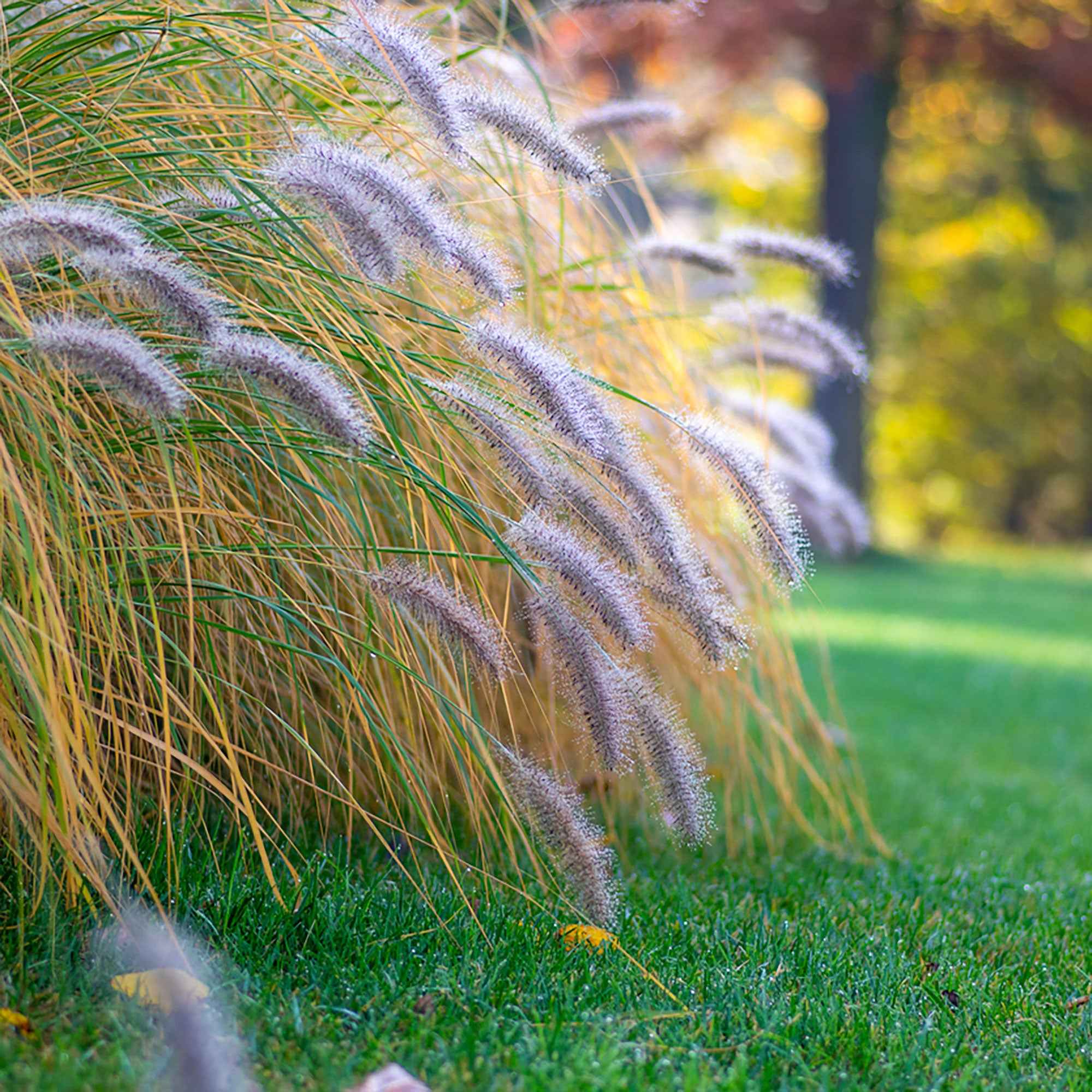 Pennisetum 'Flamingo'