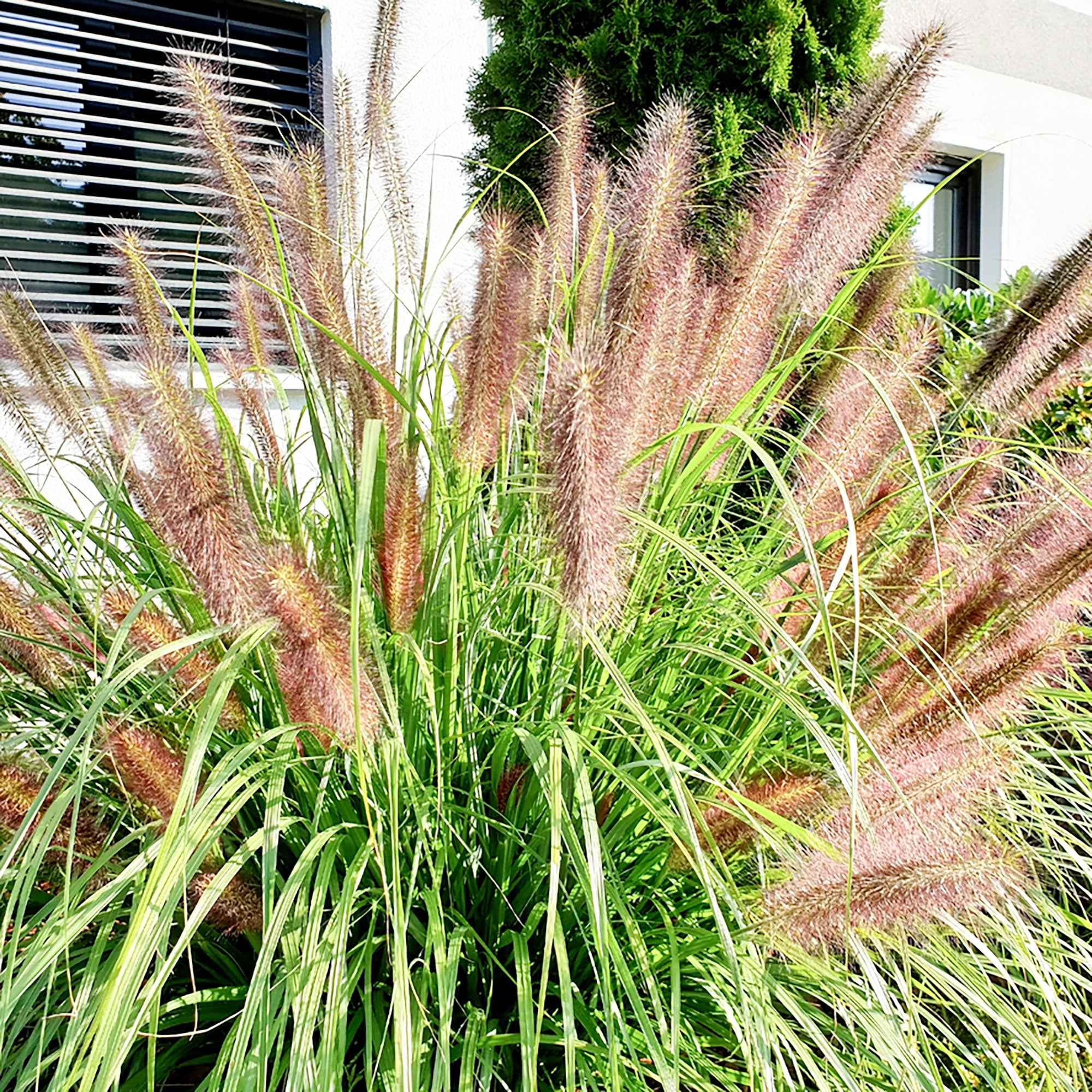 Pennisetum 'Flamingo' - Image 2