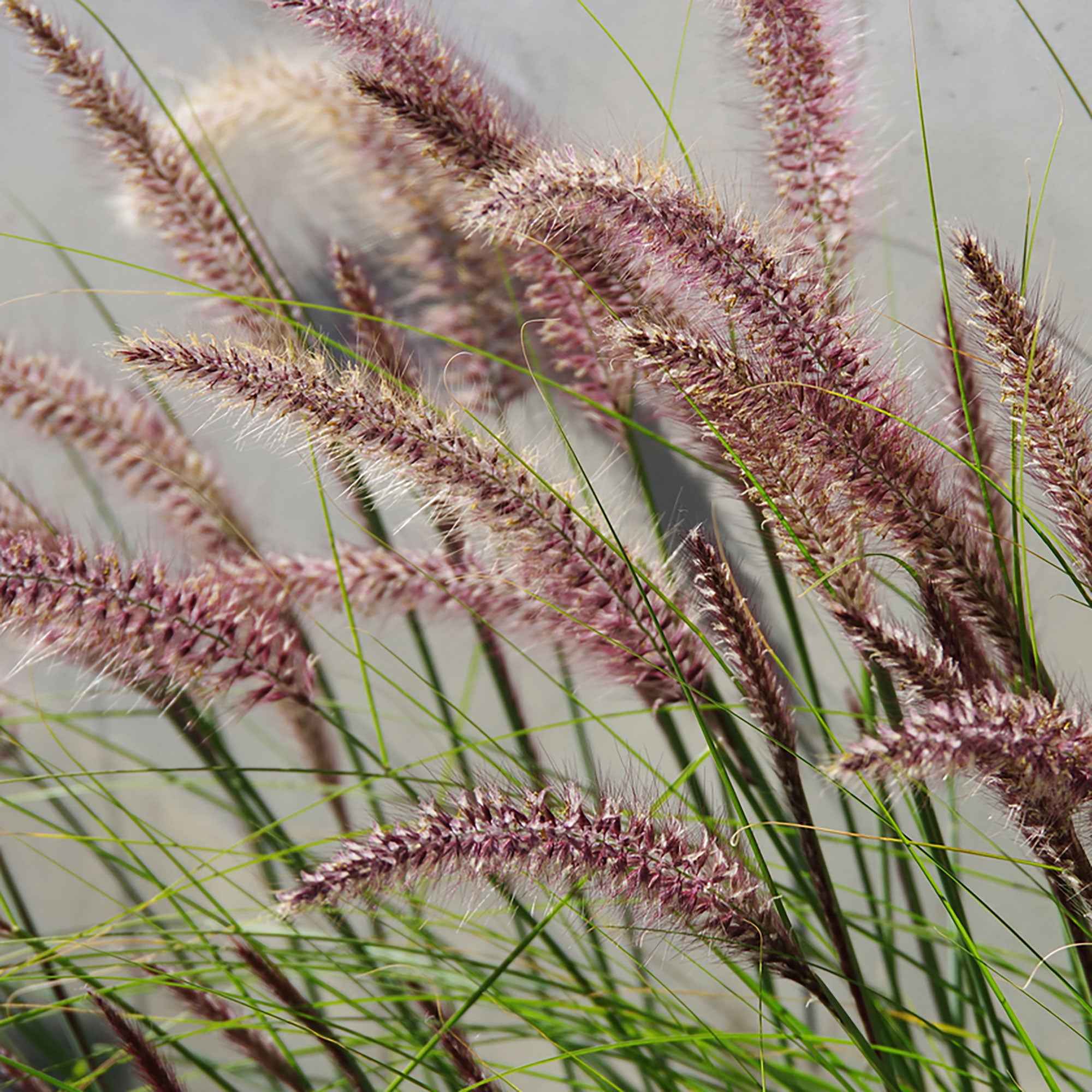 Pennisetum 'Flamingo' - Image 3