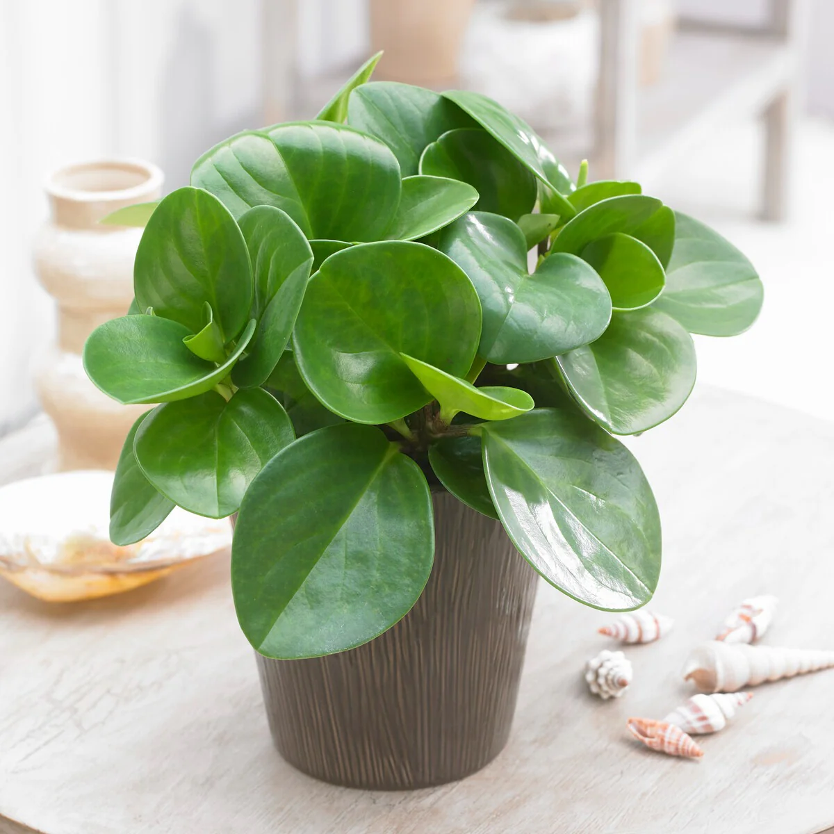 Peperomia Green - Image 2
