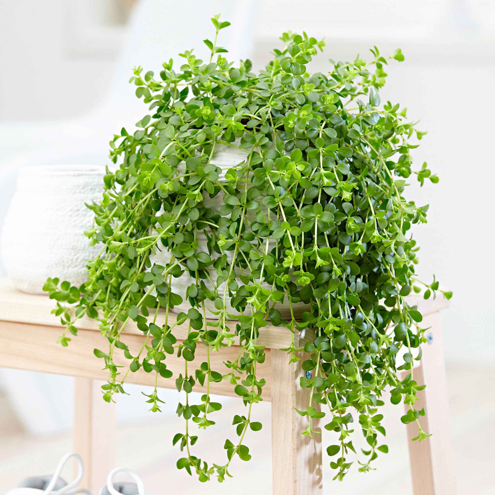 Peperomia 'Isabelle'  - Plante suspendue