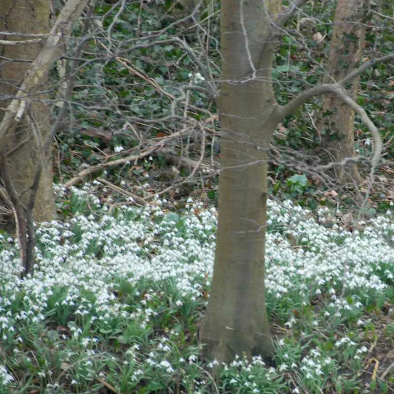 25 Perce-neige simples - Image 3