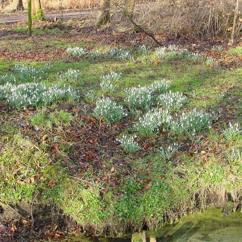 25 Perce-neige simples - Image 4