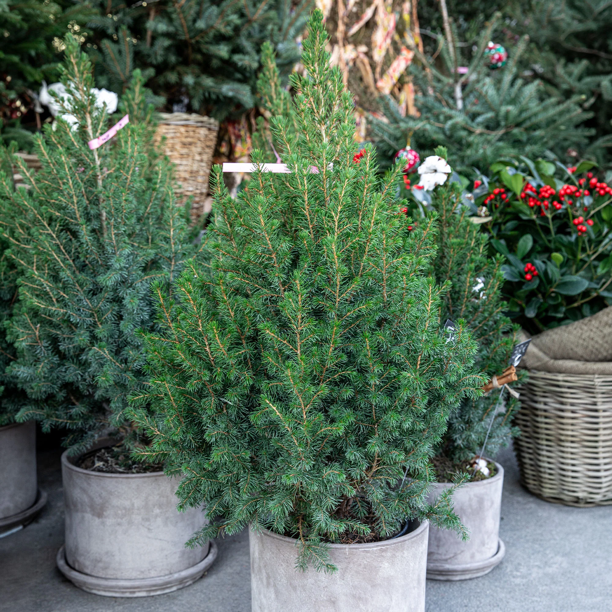 Picea glauca Conica