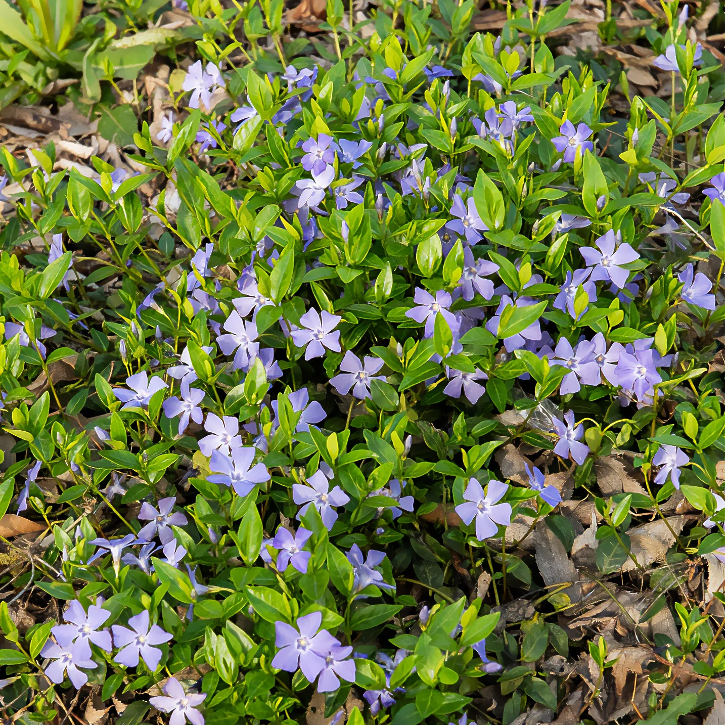 Petite pervenche - Image 2