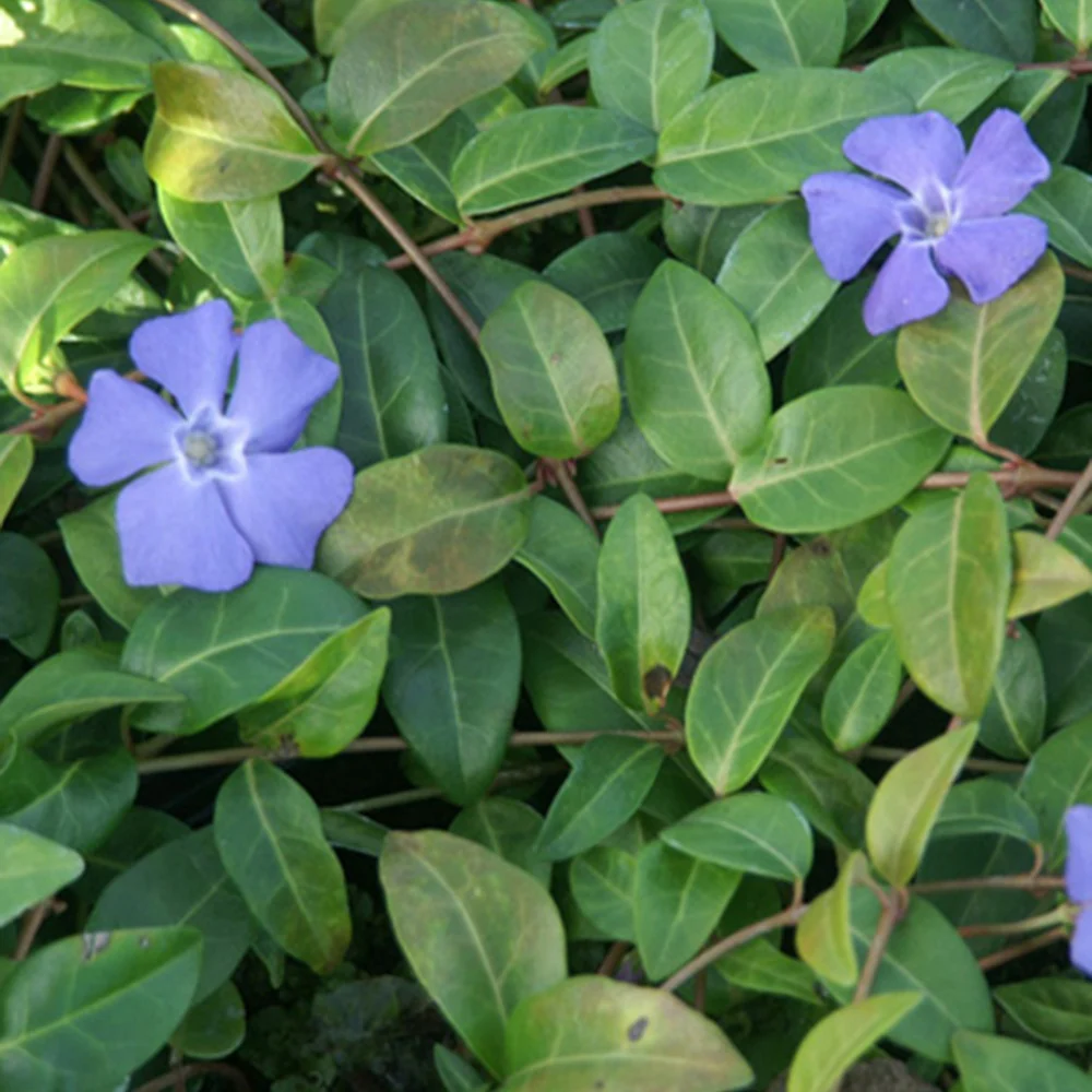 Petite pervenche - Image 3