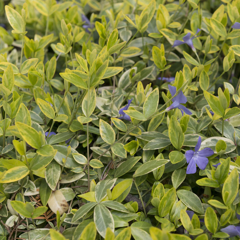 Petite pervenche Aureovariegata