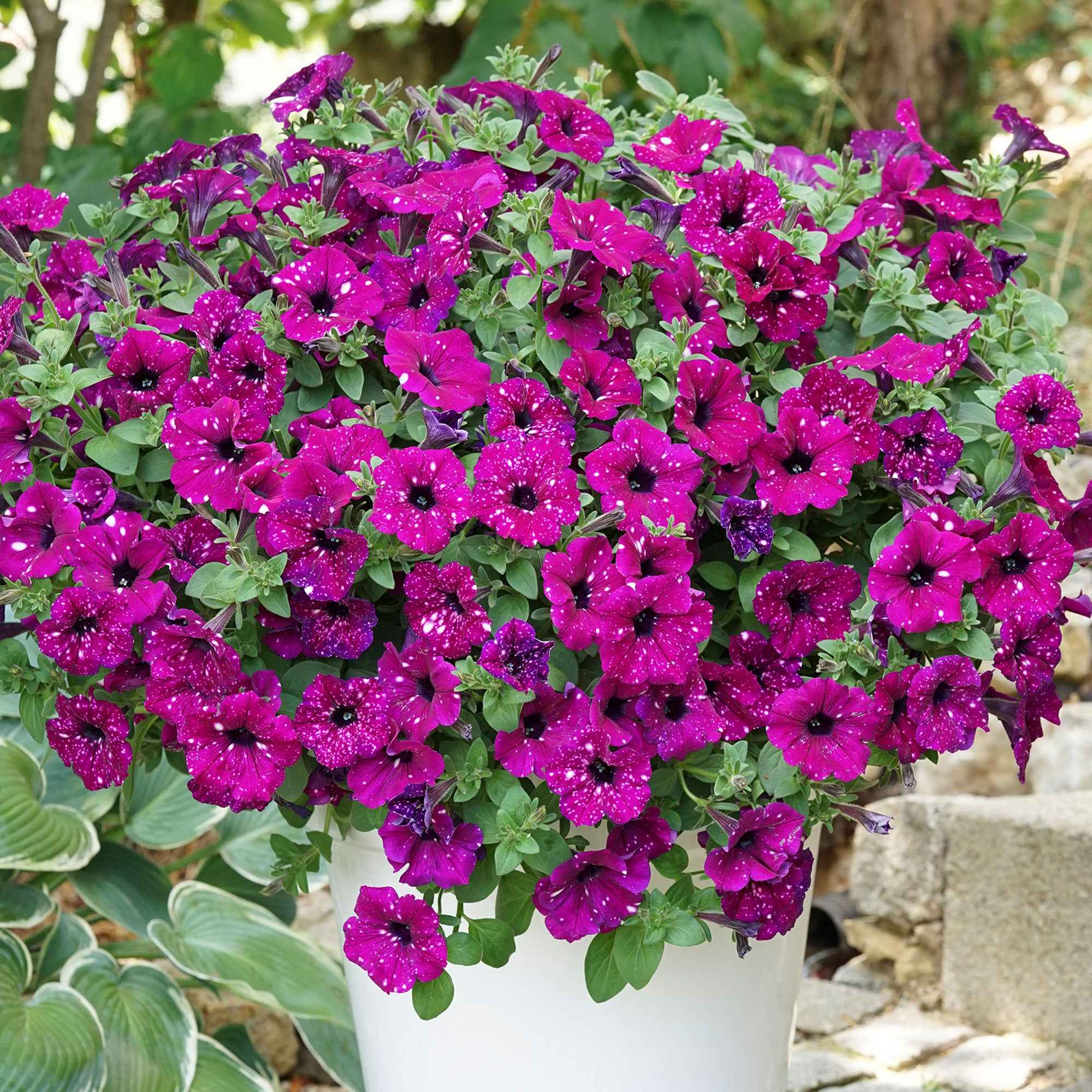 3 Pétunias Royal Sky
