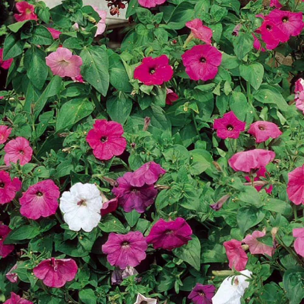 Pétunias à fleurs Balcony en mélange