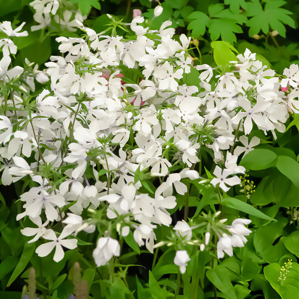 Phlox divaricata May Breeze