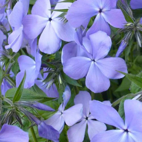 Phlox divariqué Blue Moon