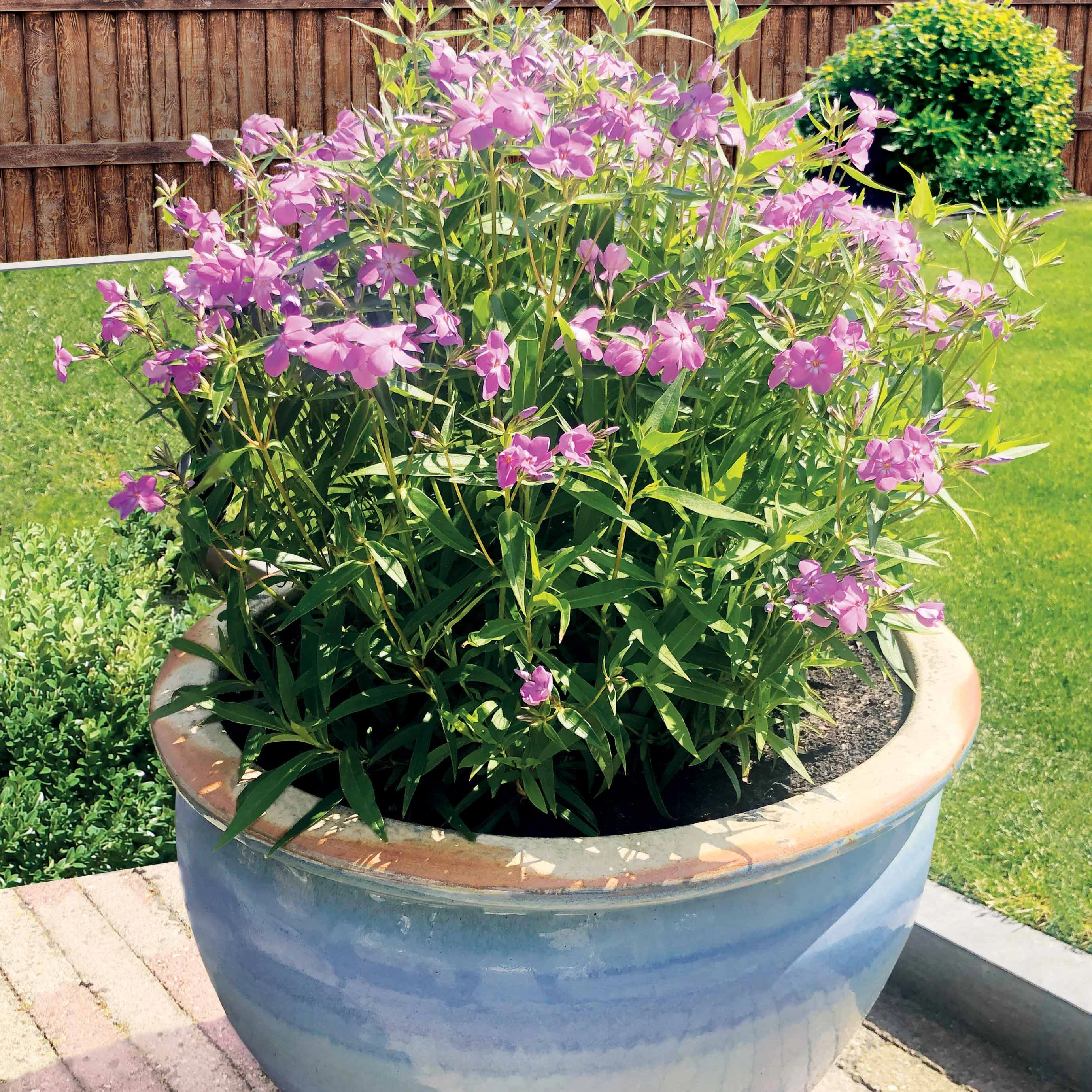 2 Phlox forever pink