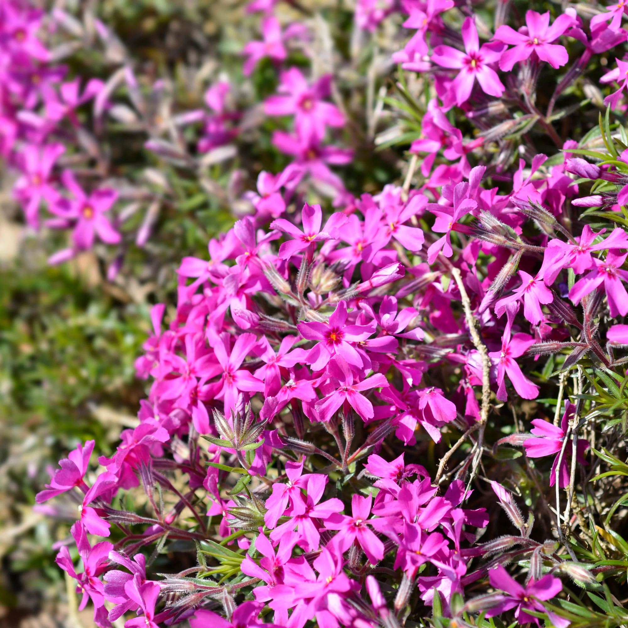 Phlox mousse Atropurpurea