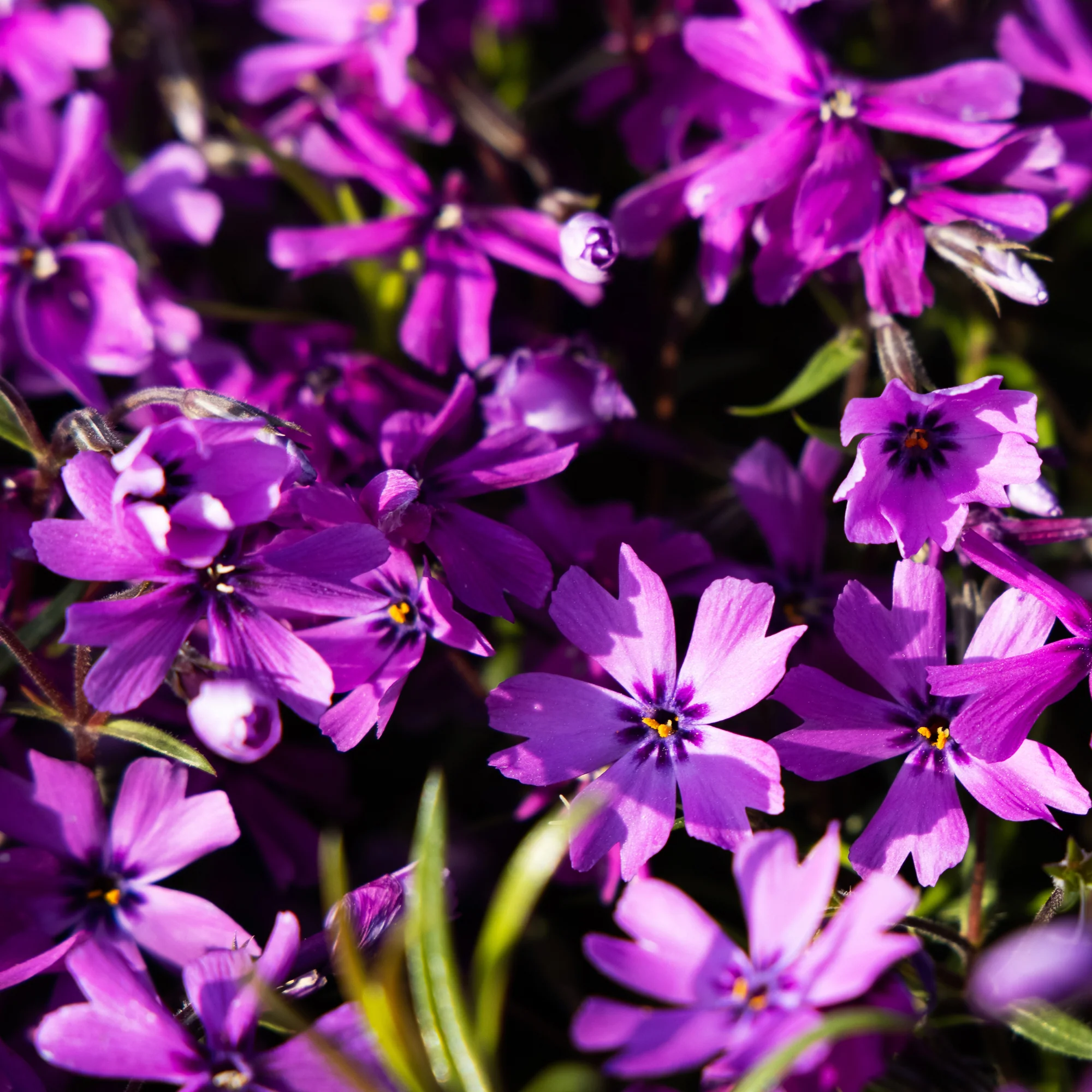 Phlox mousse Atropurpurea - Image 2