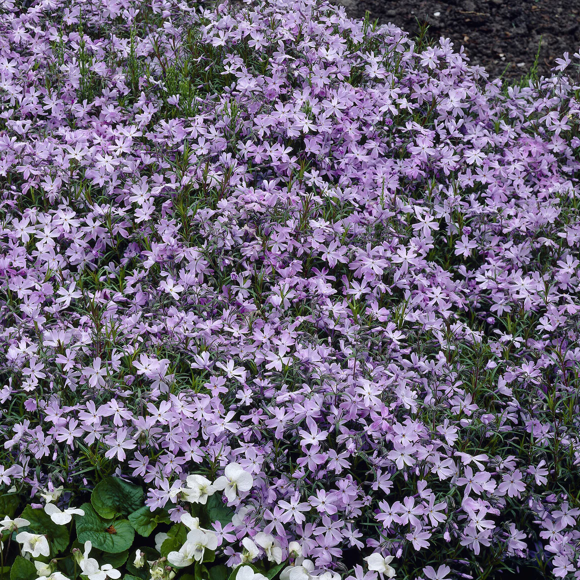 Phlox mousse Emerald Cushion Blue - Image 4