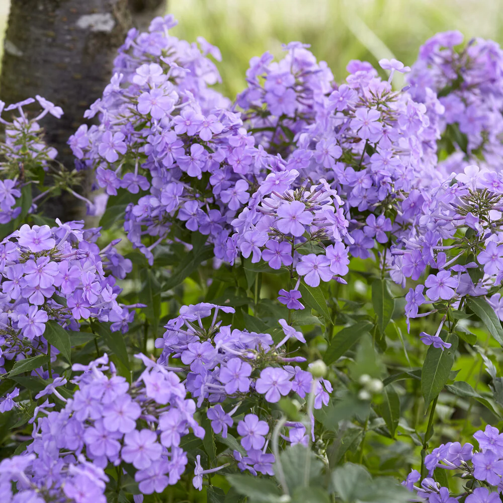 Phlox paniculé Blue Paradise - Image 3