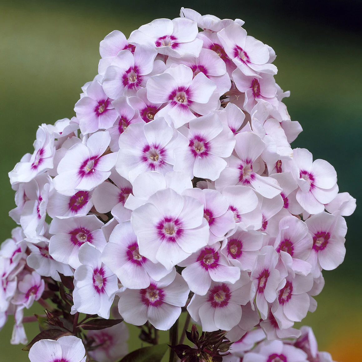 Phlox paniculé Europa - Image 2