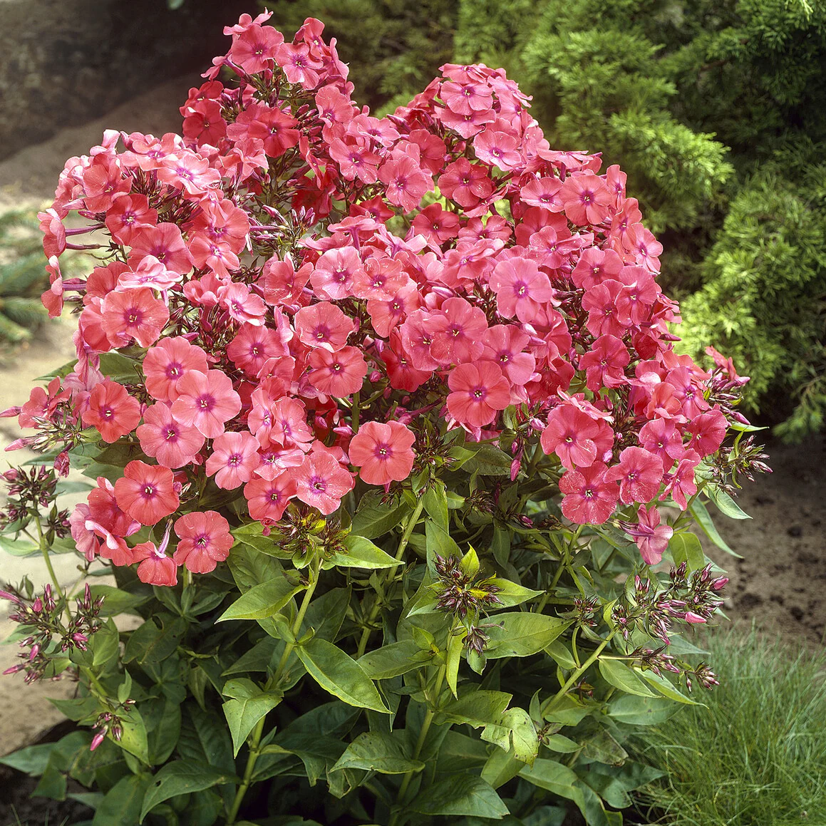Phlox paniculé Orange Perfection