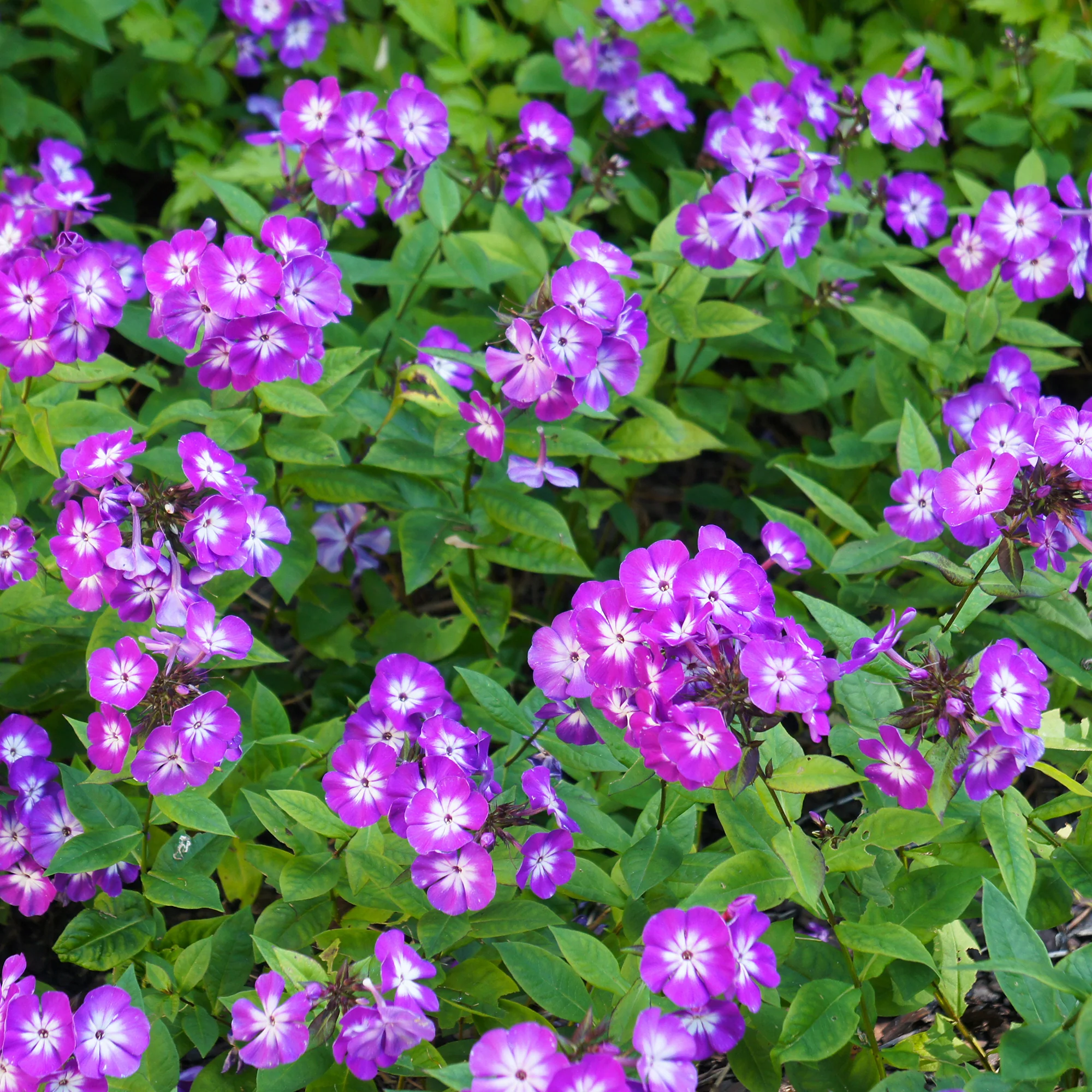 Phlox paniculé Uspech
