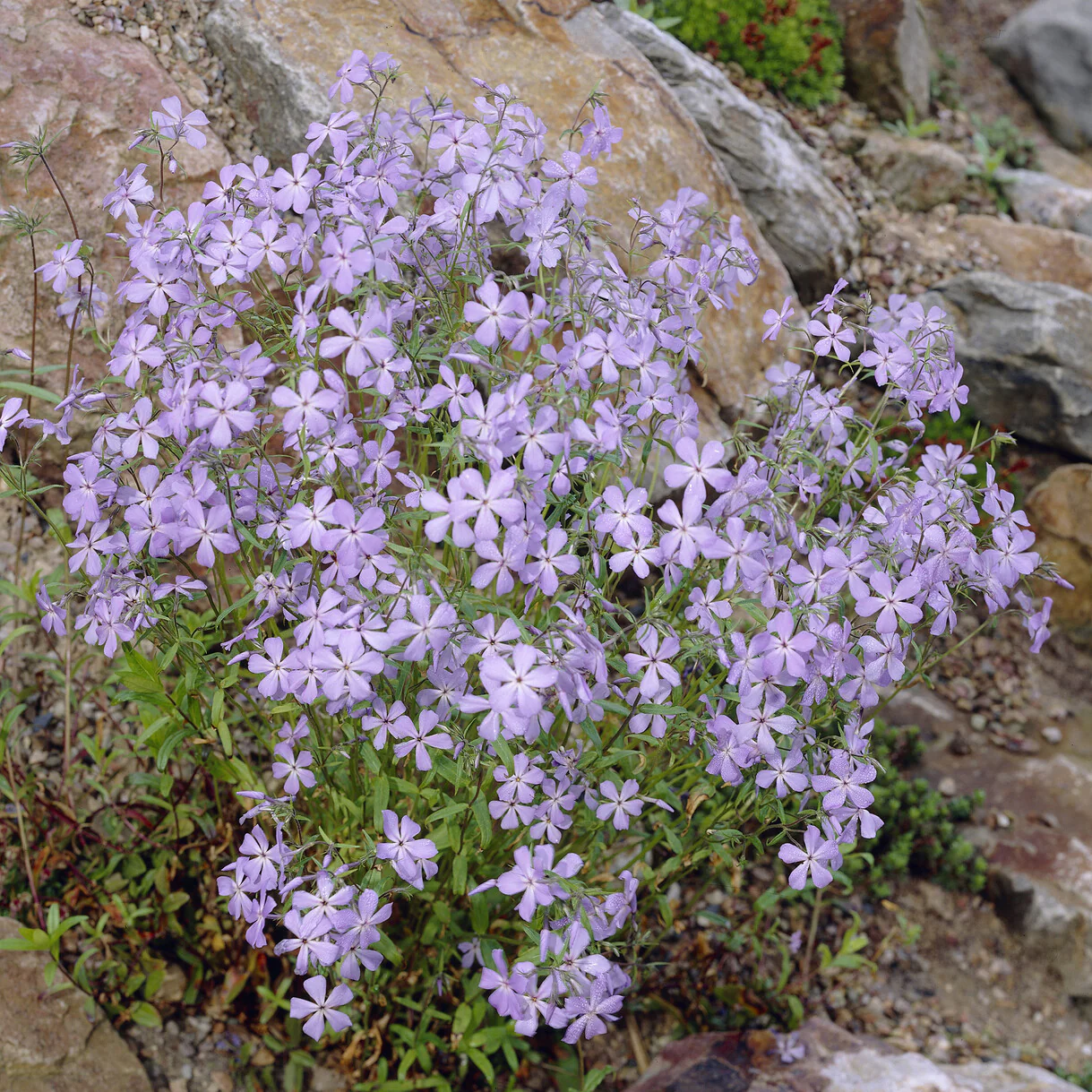 Phlox rampant Blue Ridge - Image 2