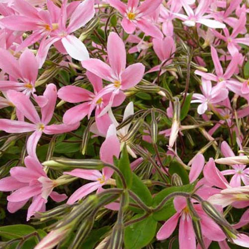 Phlox relevé Wagon Wheel