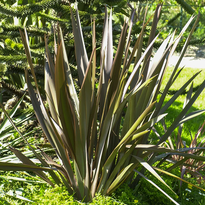 Phormium Bronze Baby - Lin de Nouvelle-Zélande - Image 2