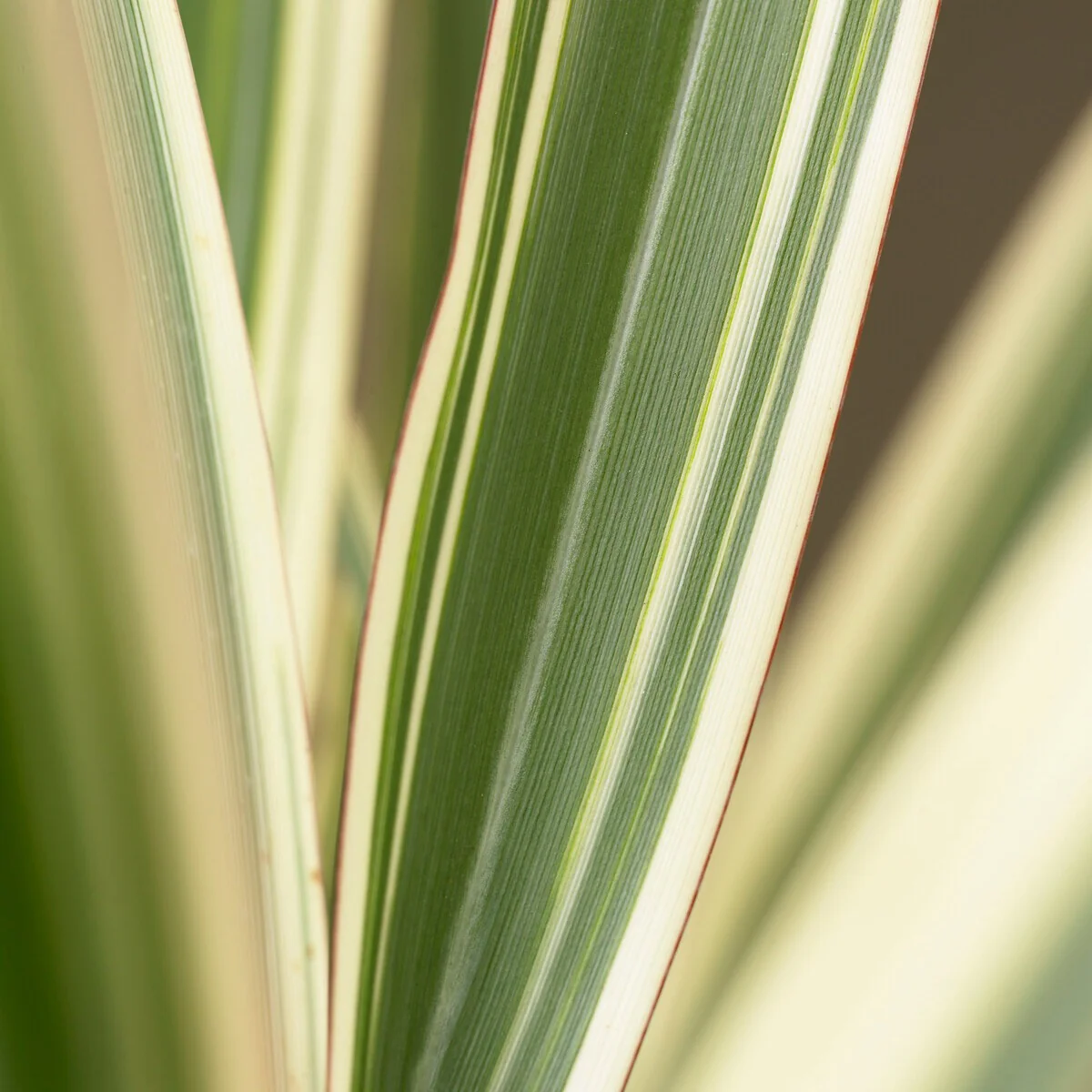 Phormium Tricolor - Lin de Nouvelle-Zélande - Image 2