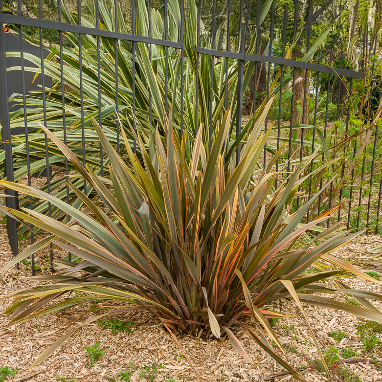 Phormium Sundowner - Lin de Nouvelle-Zélande - Image 3