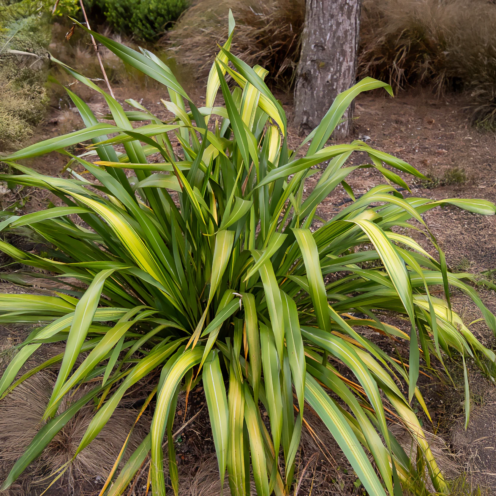 Phormium Yellow Wave - Lin de Nouvelle-Zélande