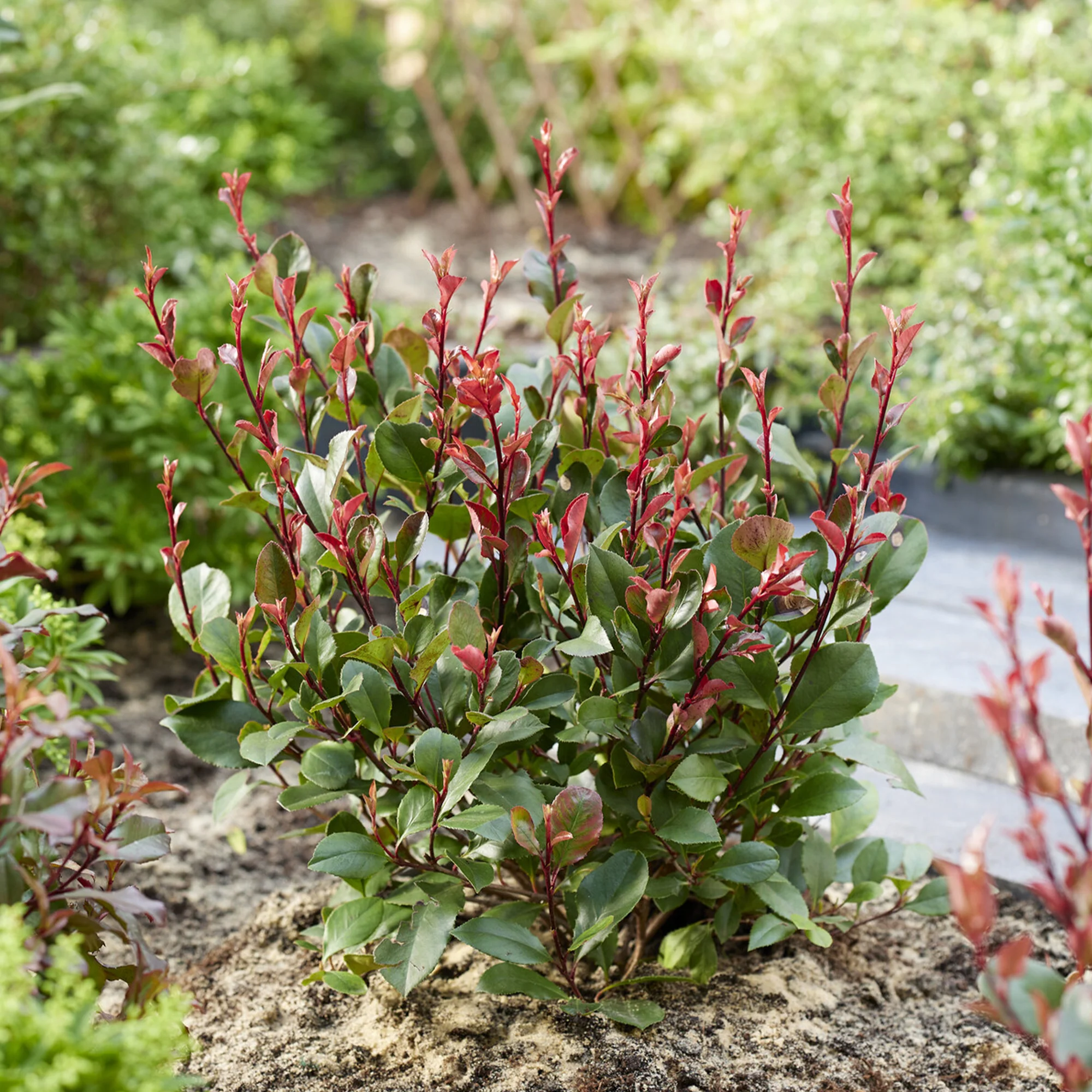 Photinia Little Red Robin - Image 2