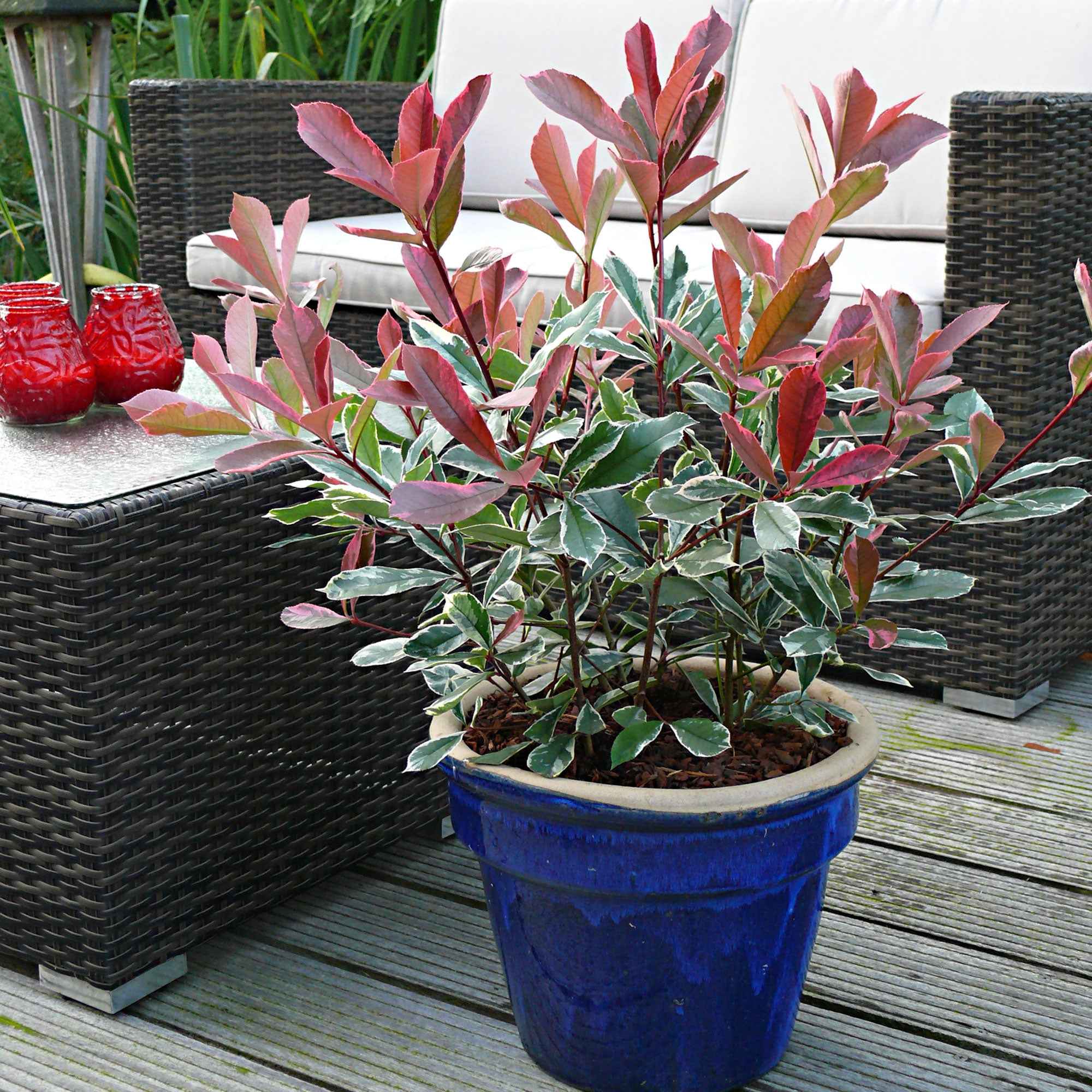 Photinia 'Pink Marble'