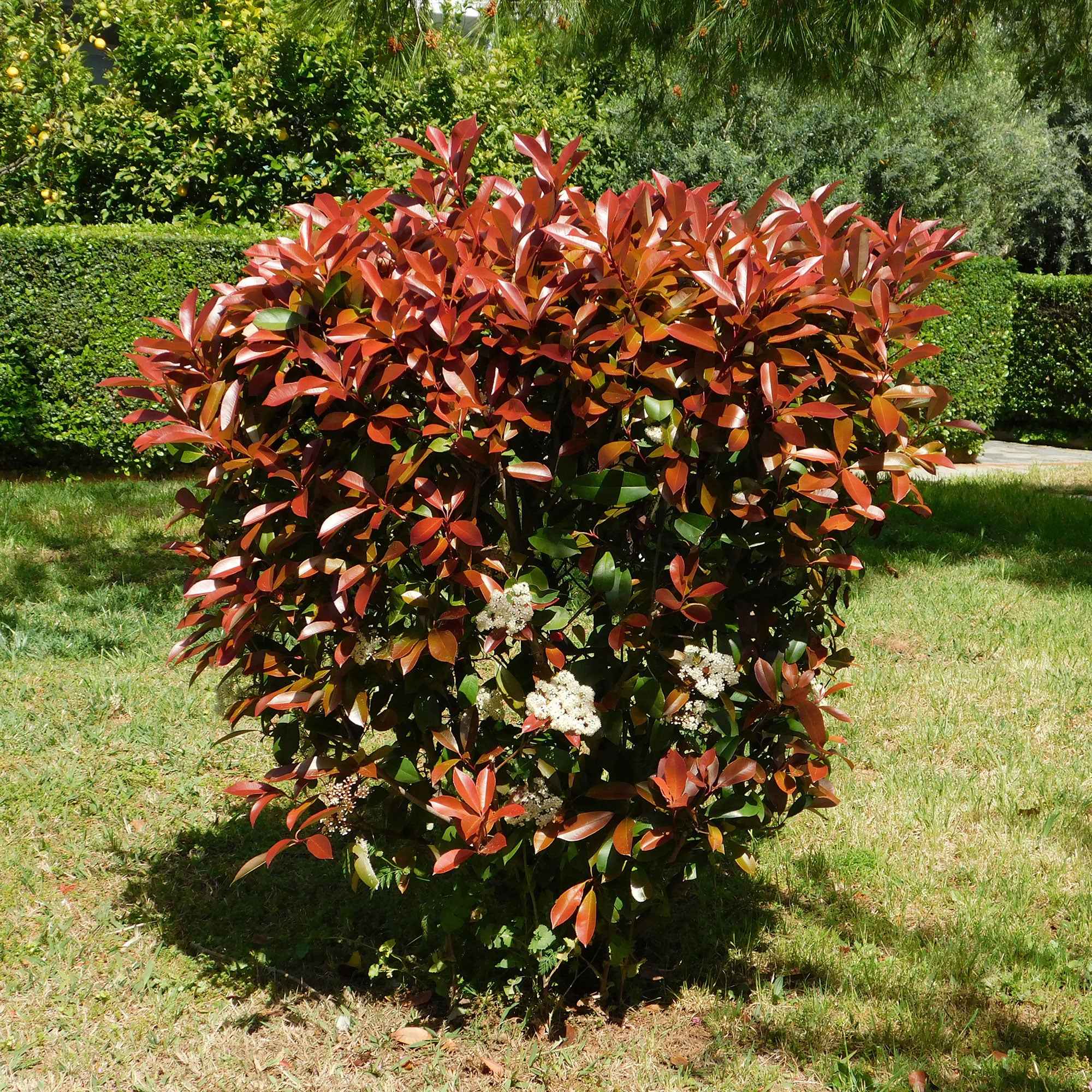 Haie de 3 Photinias Red Robin - Image 5