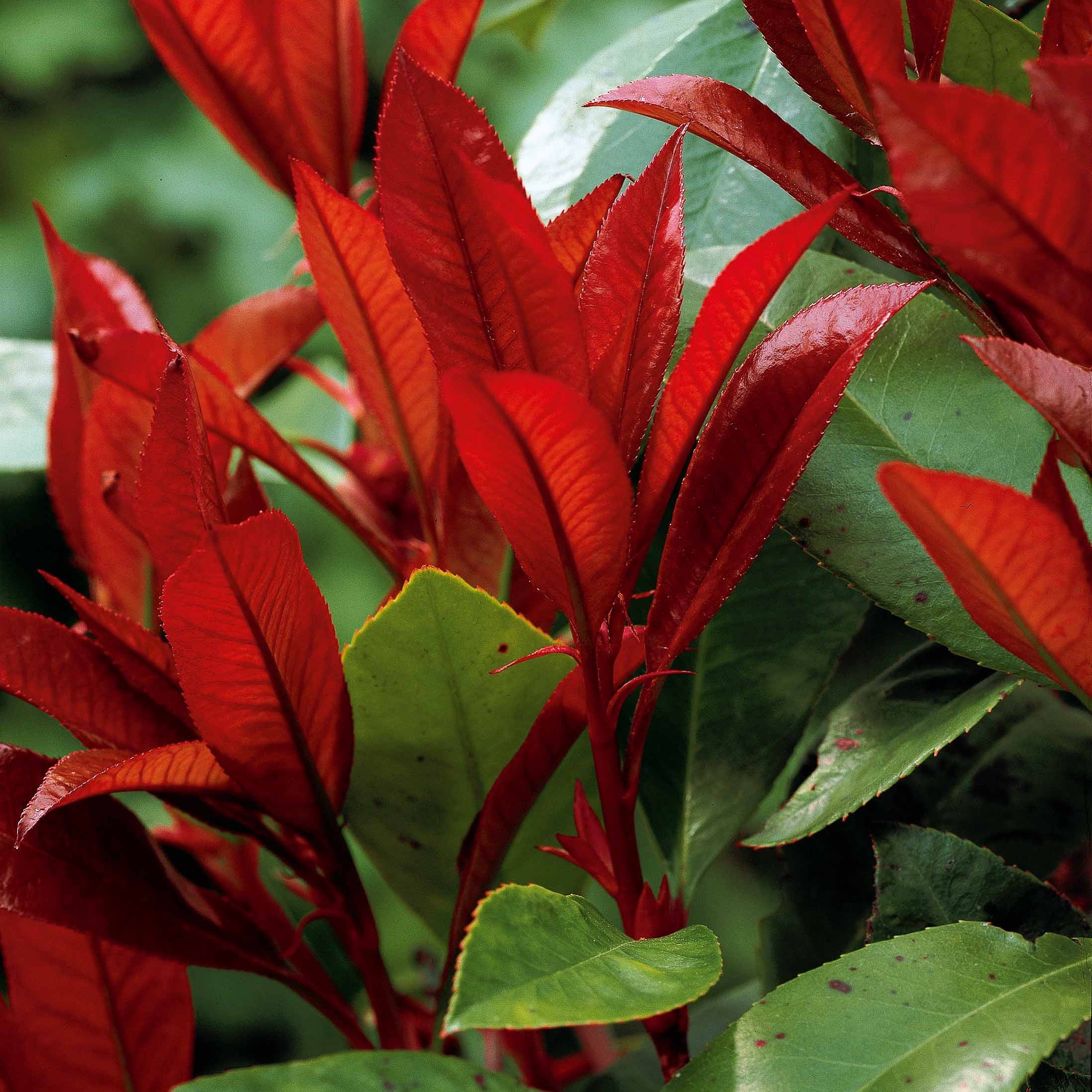 Haie de 3 Photinias Red Robin - Image 6