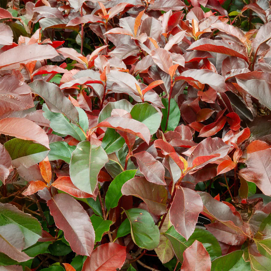 Photinia fraseri Camilvy