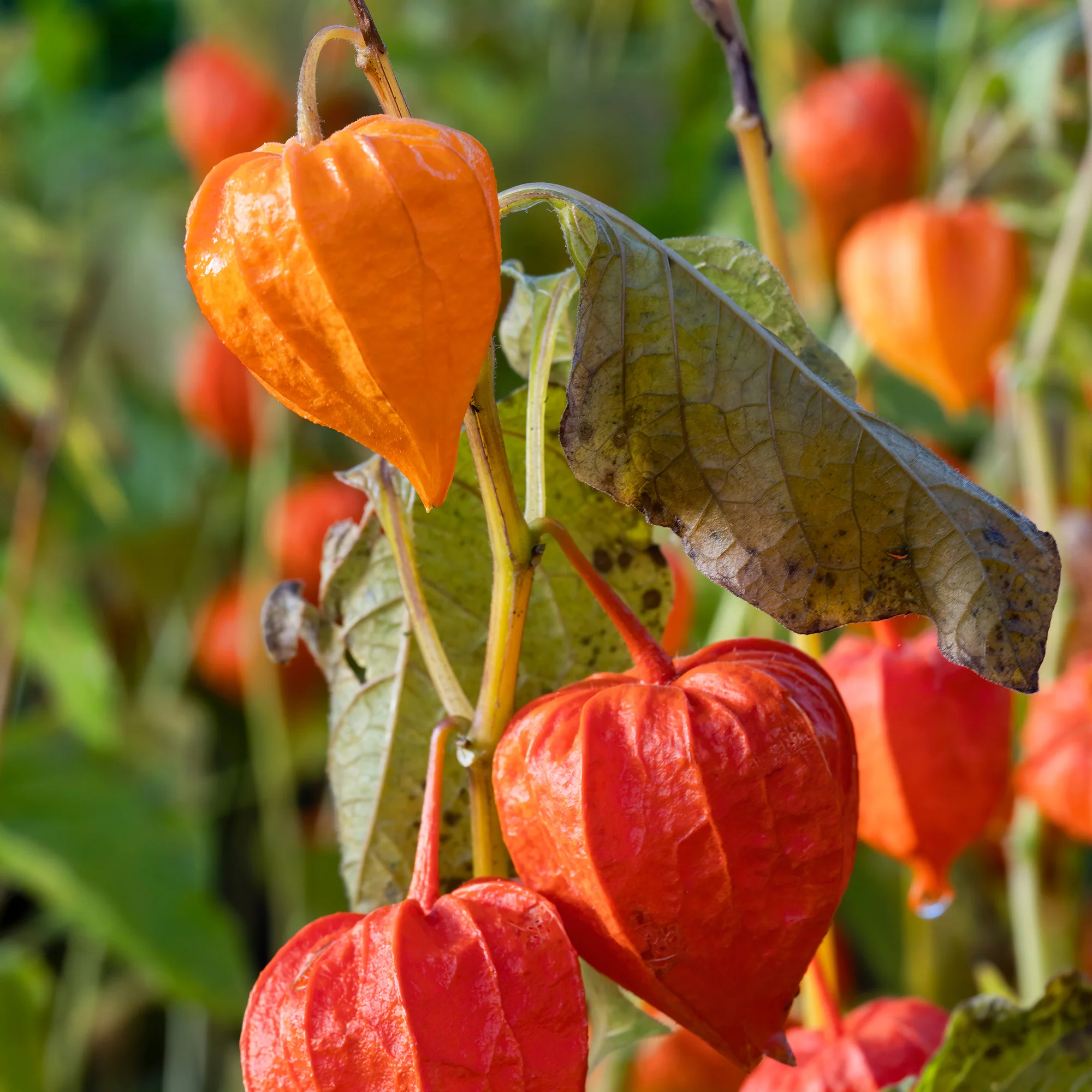 Physalis franchetii - Amour en cage - Image 2