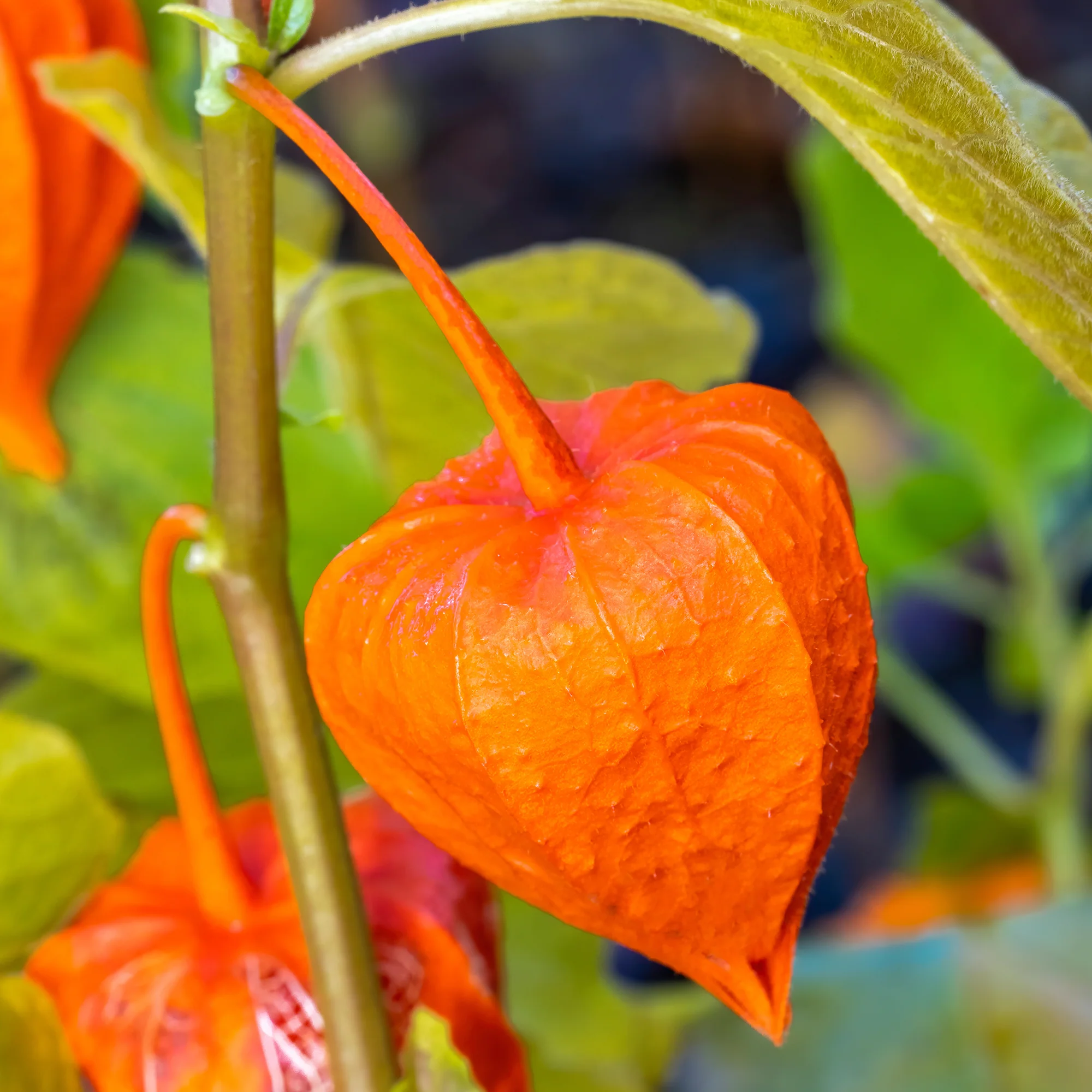 Physalis franchetii - Amour en cage - Image 3