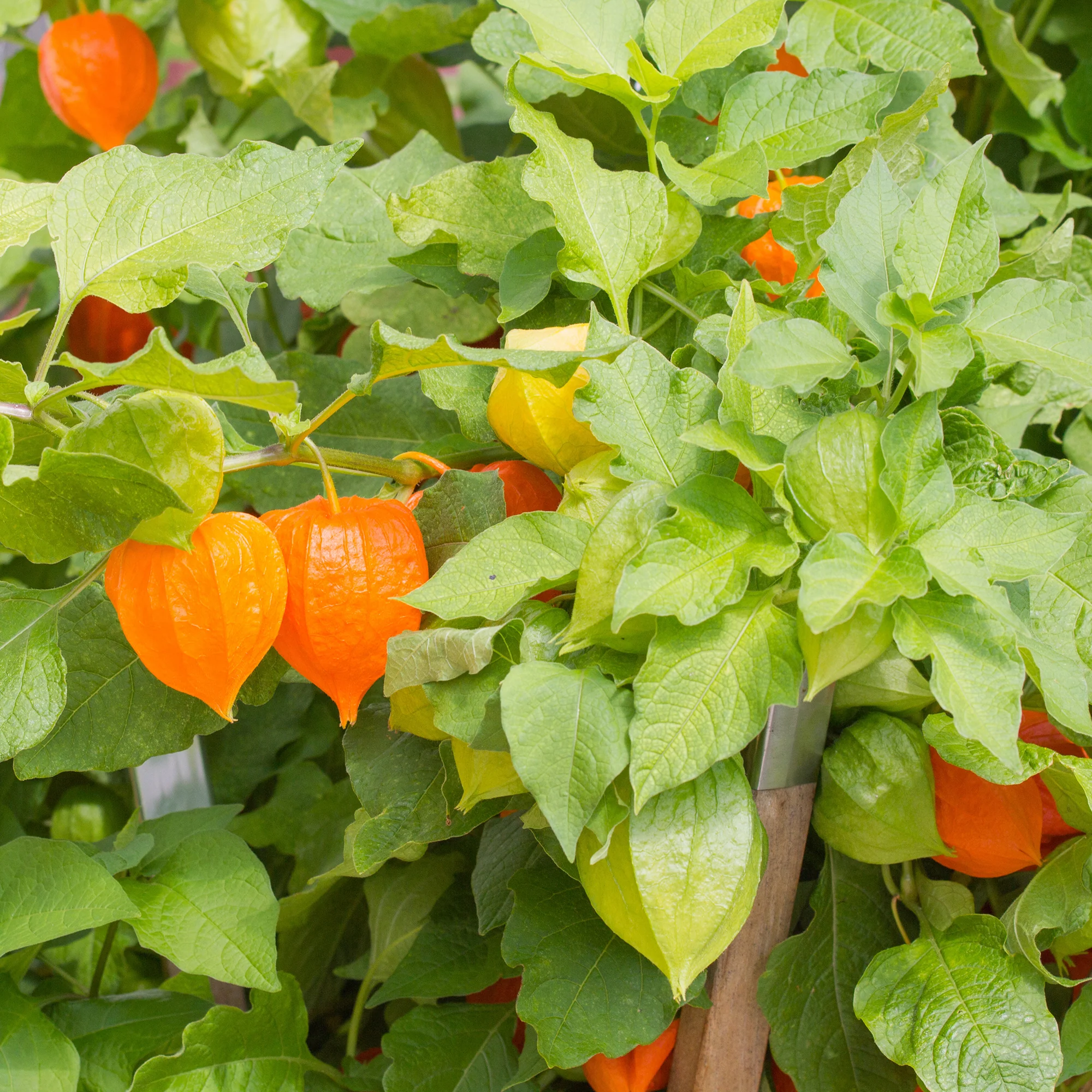 Physalis franchetii - Amour en cage - Image 4