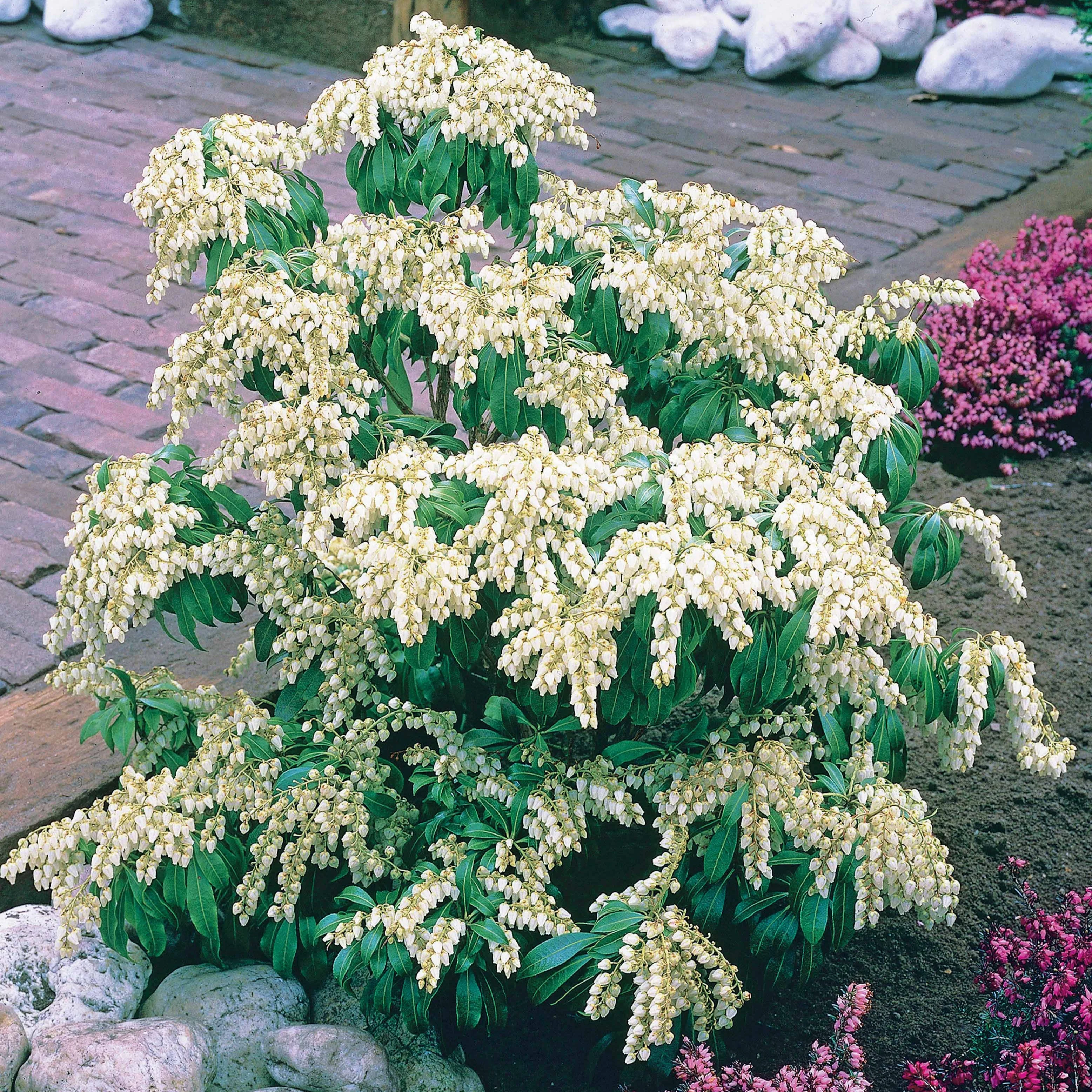 Pieris Cascade blanche - Image 2