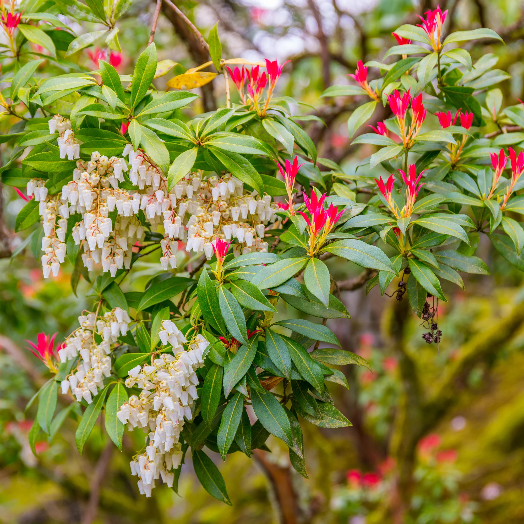 Pieris Forest flame - Image 2