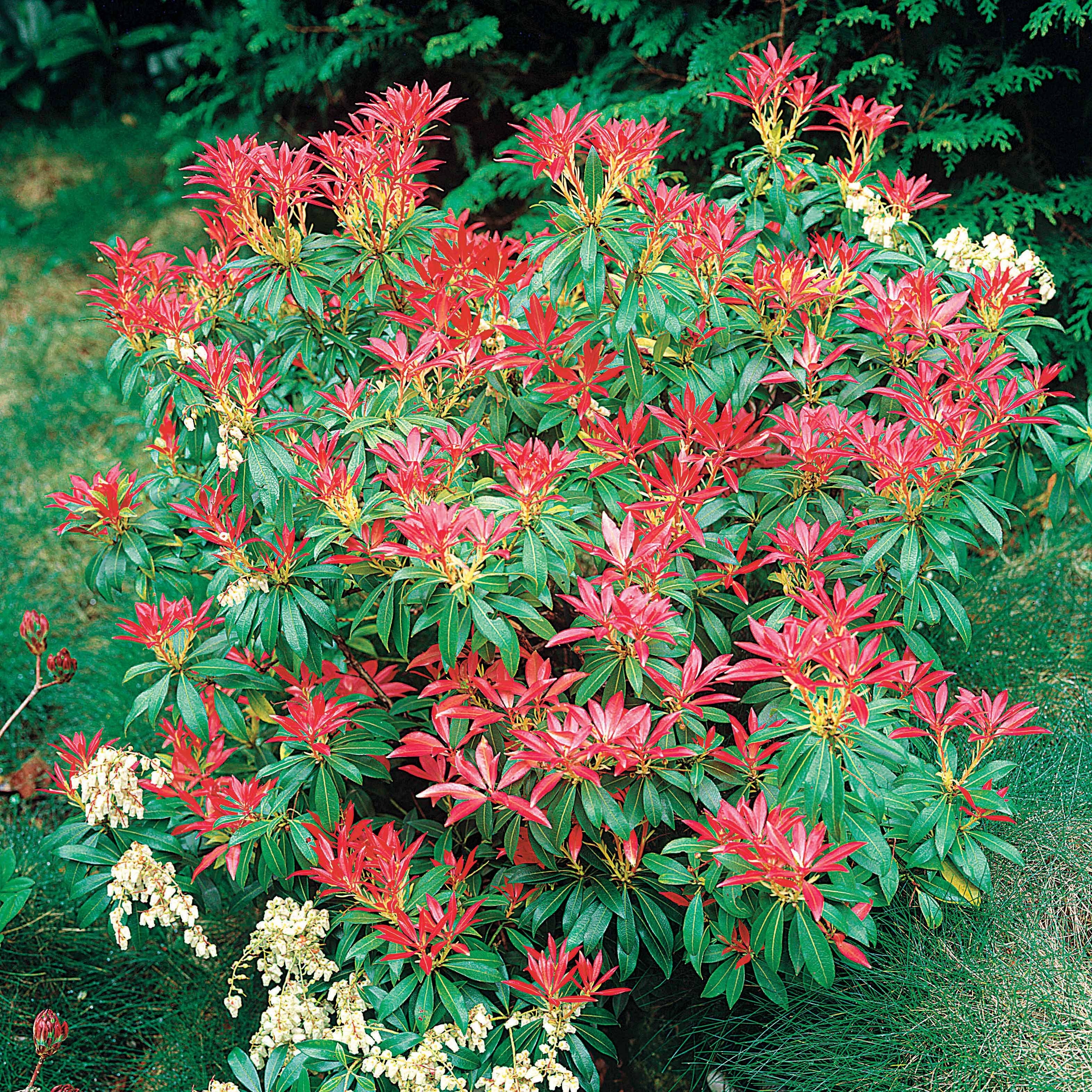 Pieris Forest flame - Image 3