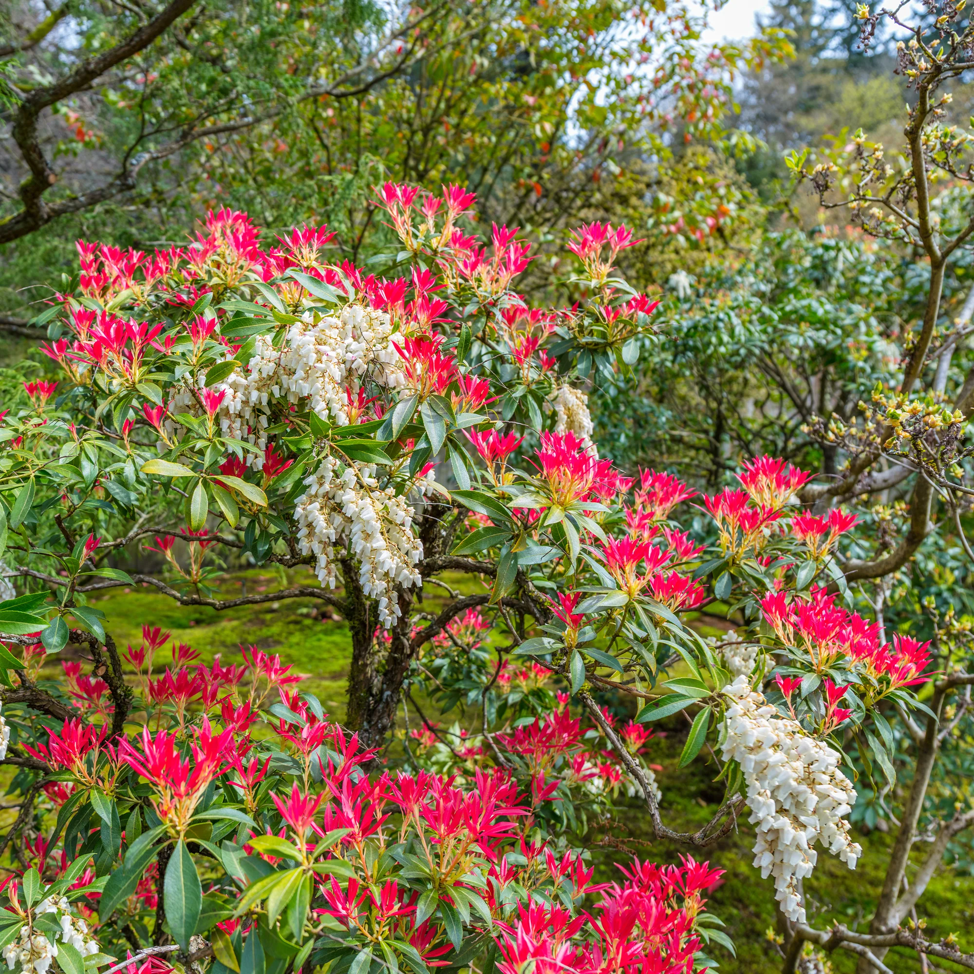 Pieris Forest flame - Image 4