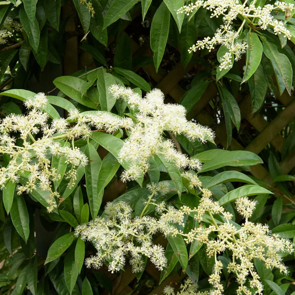 Piléostégia à feuilles de viorne - Image 2