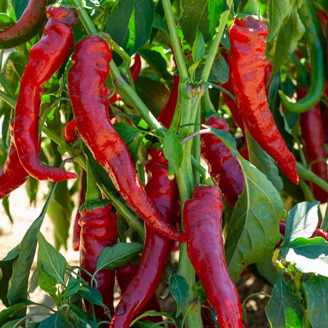 Piment de Cayenne - Image 2
