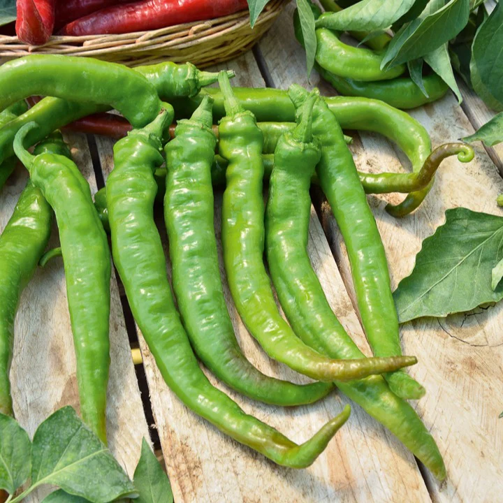 Piment Doux très long des Landes - Image 2