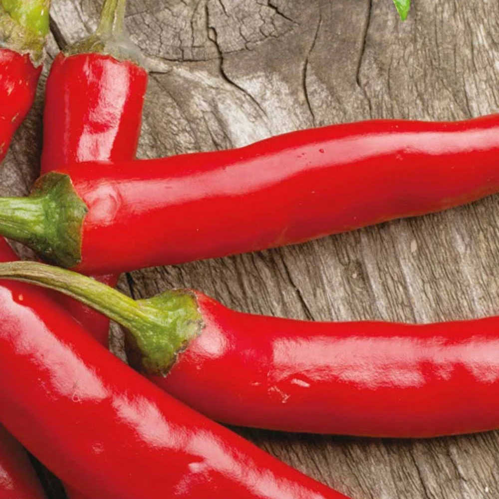 Piment Westlandse lange rode Bio